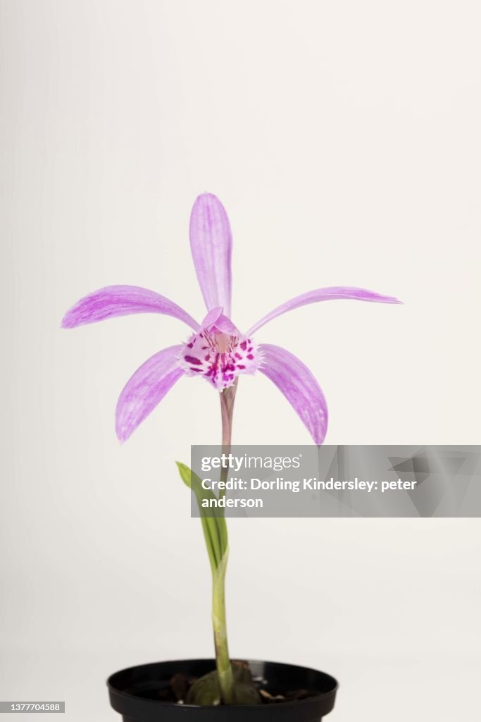 Pleione piton