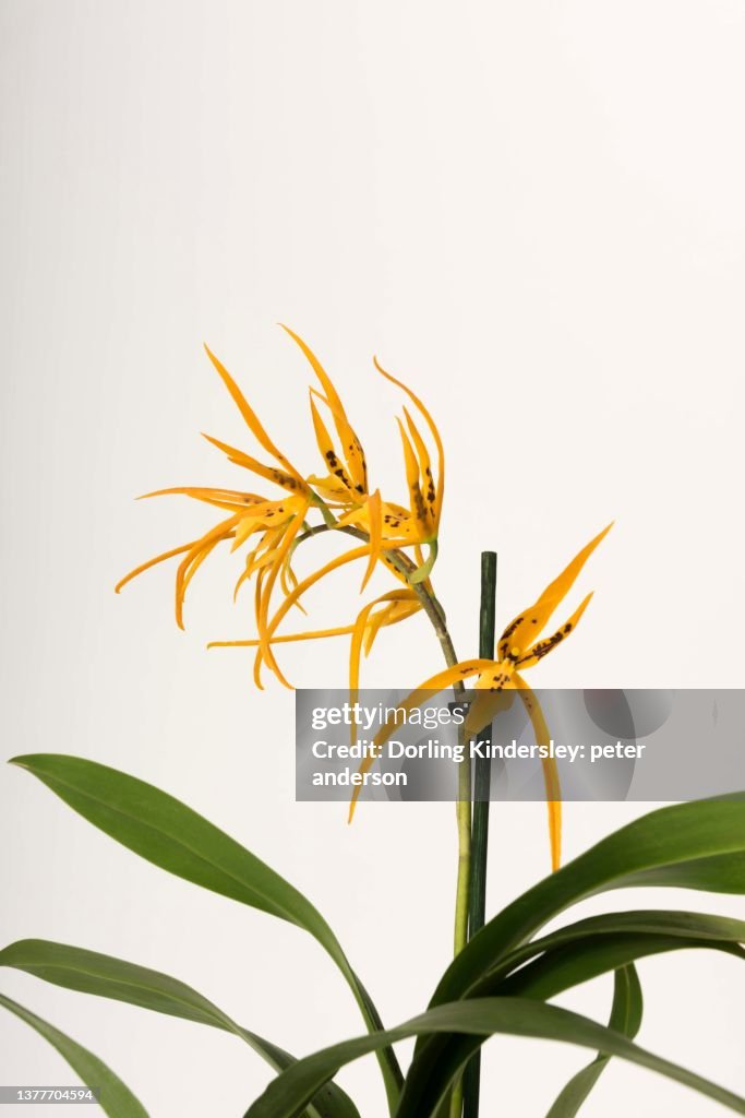 Brassia orange delight