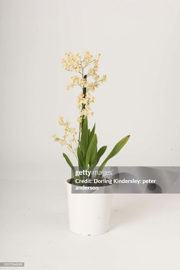 Oncidium twinkle