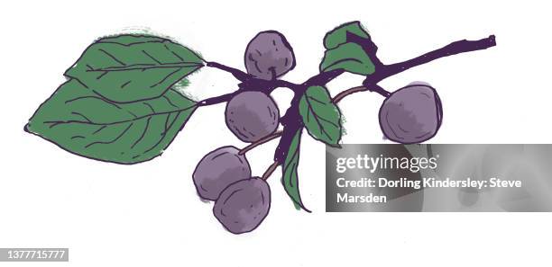 54点のプルーンイラスト素材 Getty Images 54点のプルーンイラスト素材 Getty Images