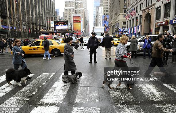 Finnish Lapphund, Cesky Terrier, Entlebucher Mountain Dog and a Xoloitzcuintli, four of the six new breeds cross 7th Avenue as they arrive in New...