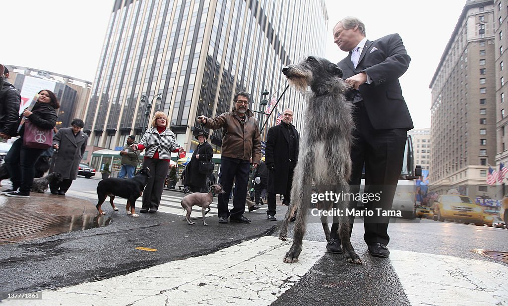 Westminster Kennel Club Previews Some Of The Breeds Competing In Annual Show