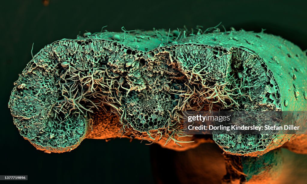 Scanning electron microscope (SEM) image of a cross-section through a rosemary leaf showing plant cells