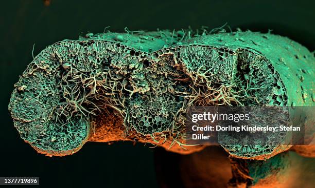 scanning electron microscope (sem) image of a cross-section through a rosemary leaf showing plant cells - chloroplast stock pictures, royalty-free photos & images