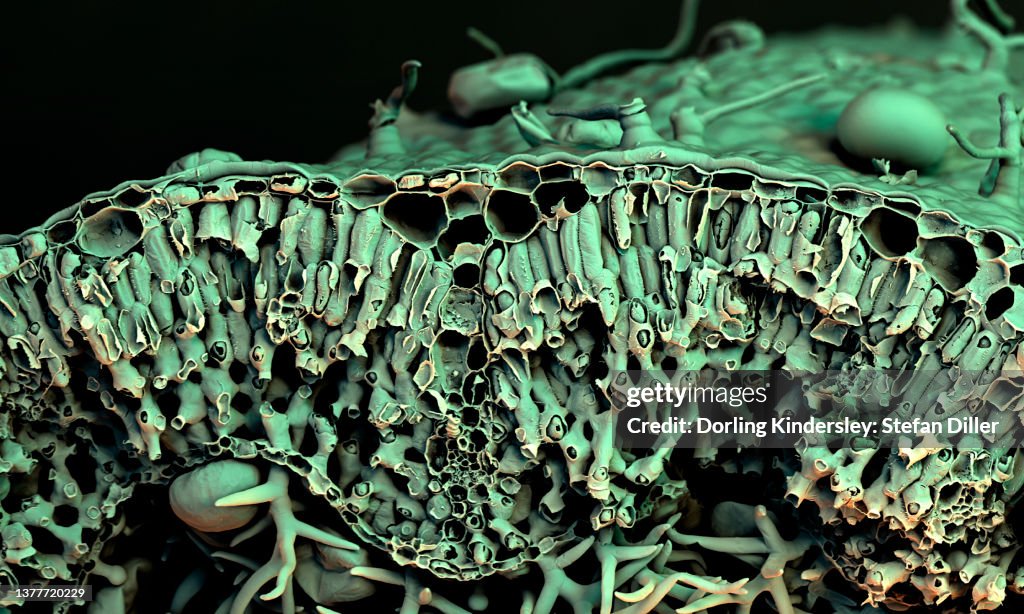Scanning electron microscope (SEM) image of a cross-section through a rosemary leaf showing plant cells