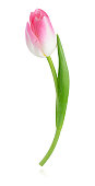 Isolated pink tulip on white background with clipping path.