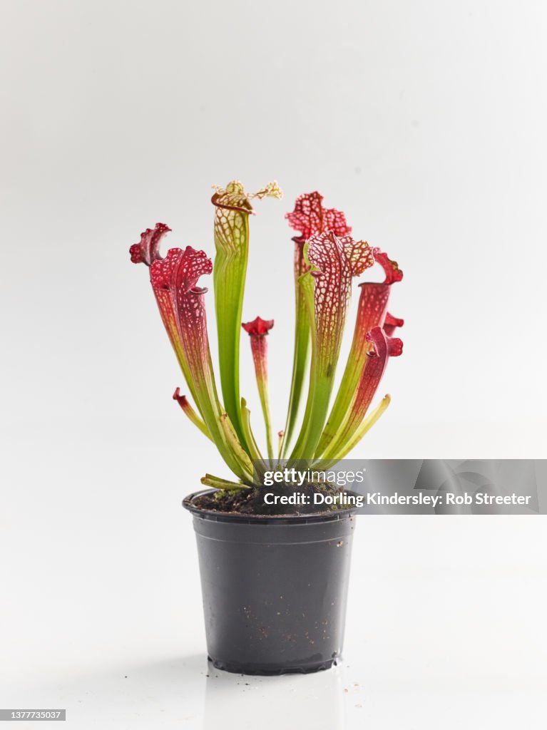 Sarracenia Bella