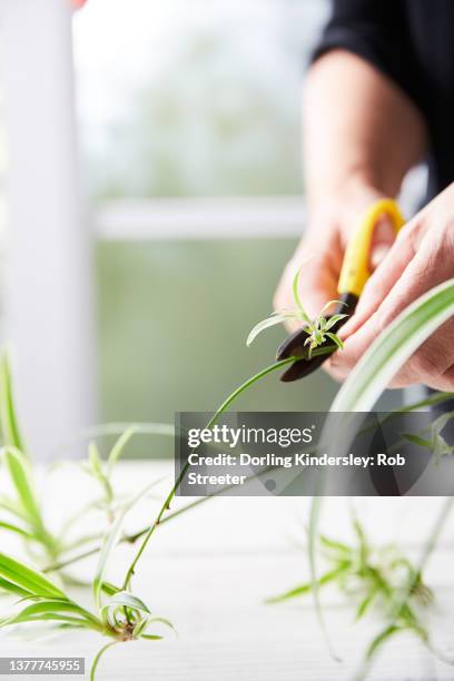 Spider Plant Houseplant Photos And Premium High Res Pictures Getty Images spider-plant-houseplant-photos-and-premium-high-res-pictures-getty-images