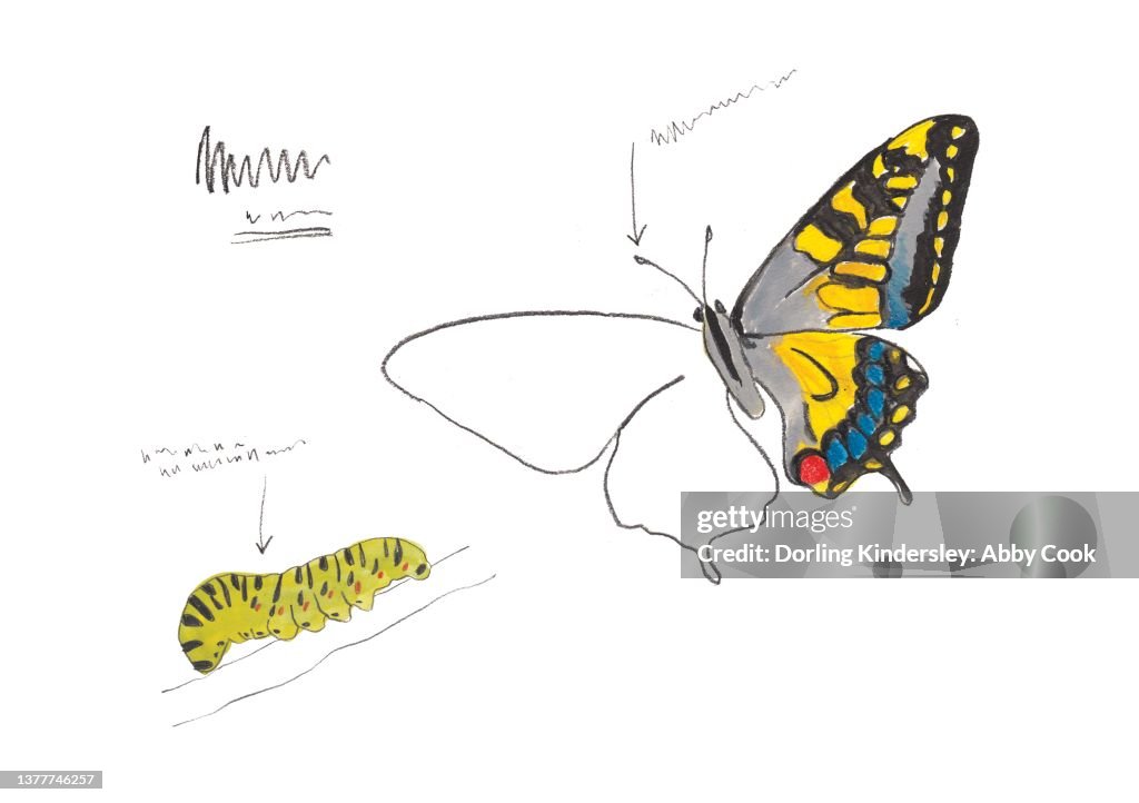 Half finished sketch of Swallowtail butterfly and caterpillar