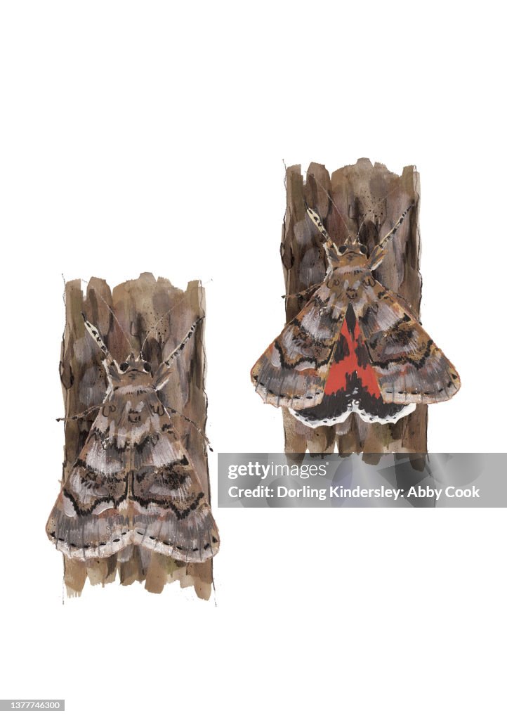 French Red Underwing Moth (Catocala elocata), sitting on bark, revealing and hiding red and black underwing.