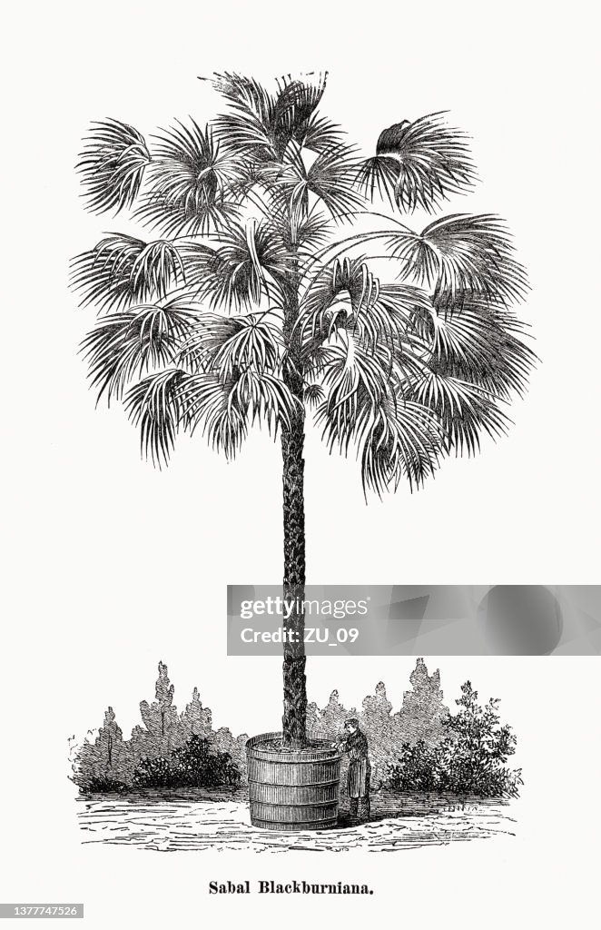Sabal palmetto (Sabal Blackburniana), wood engraving, published in 1873