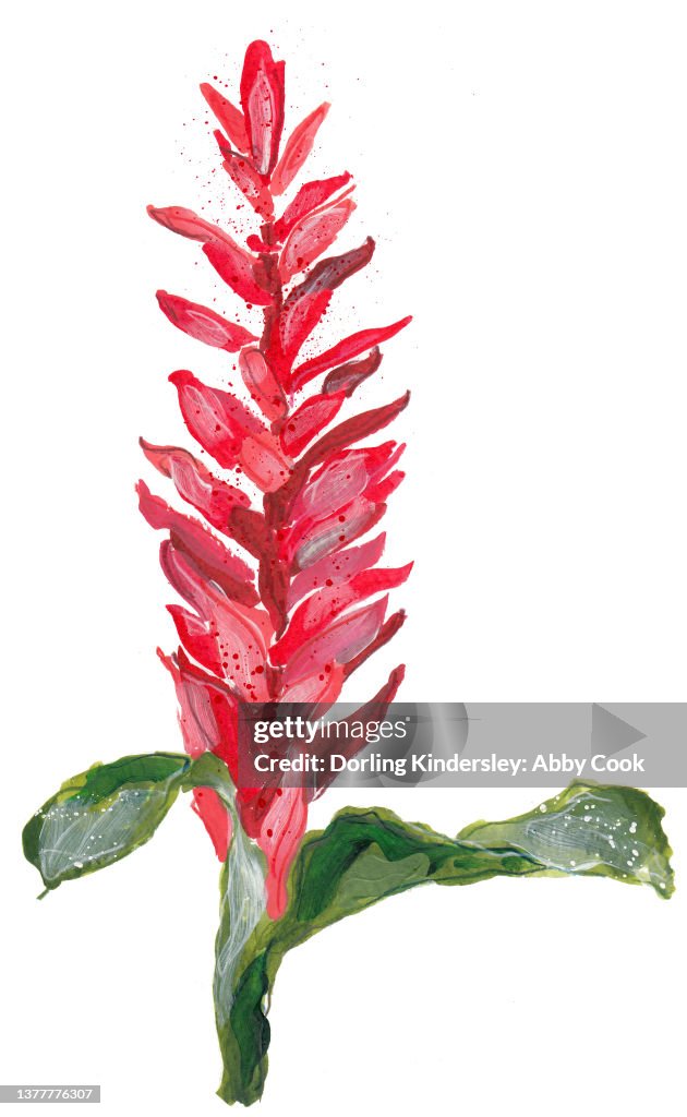 Red ginger flower