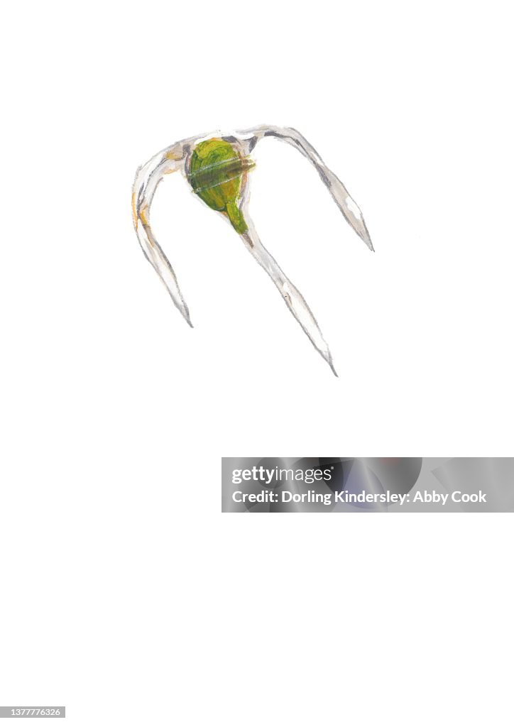 Plant-like plankton