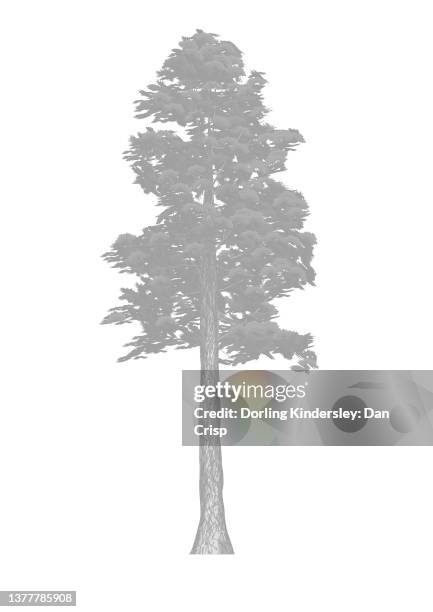 sugar pine tree. - pinus lambertiana stock illustrations