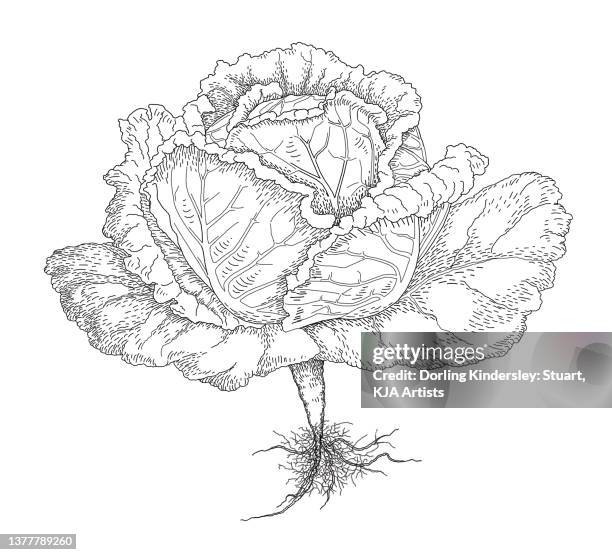 cabbage - cabbage isolated stock illustrations
