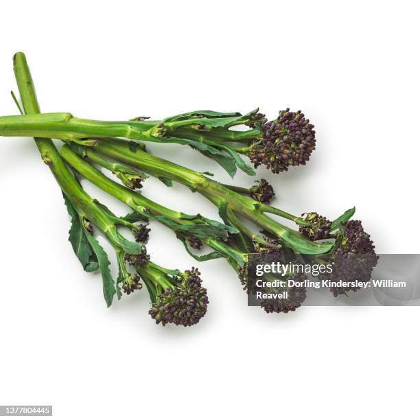 broccoli sprouting - broccoli on white stockfoto's en -beelden