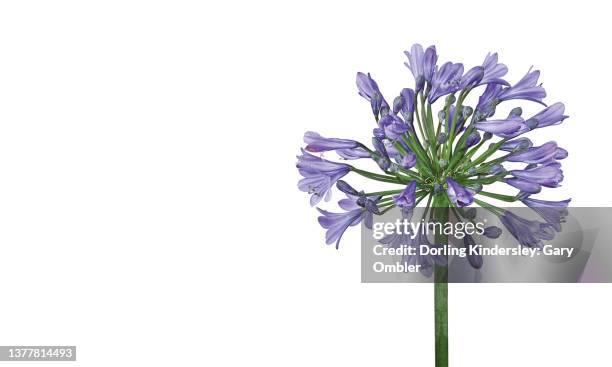 Agapanthus High-Res Stock Photo