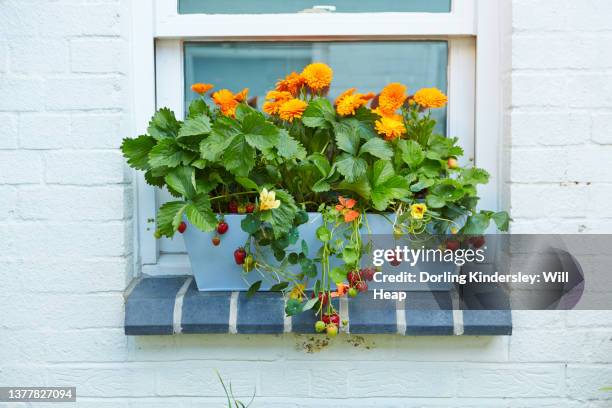 strawberry, calendula and nasturtium window box on window sill - calendula stock-fotos und bilder