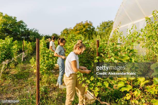 friends picking grapes in the vineyard - wine making stock pictures, royalty-free photos & images