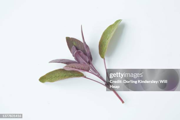 purple sage, salvia officinalis 'purpurascens' sprig on white background - salvia officinalis purpurascens stock pictures, royalty-free photos & images