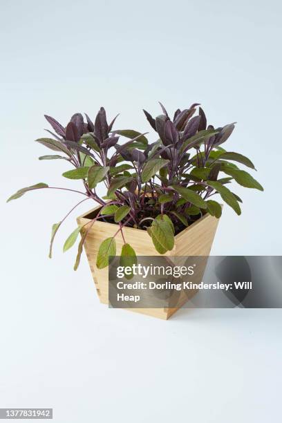 purple sage, salvia offinalis "purpurascens" in wooden pot white background - salvia officinalis purpurascens stock pictures, royalty-free photos & images