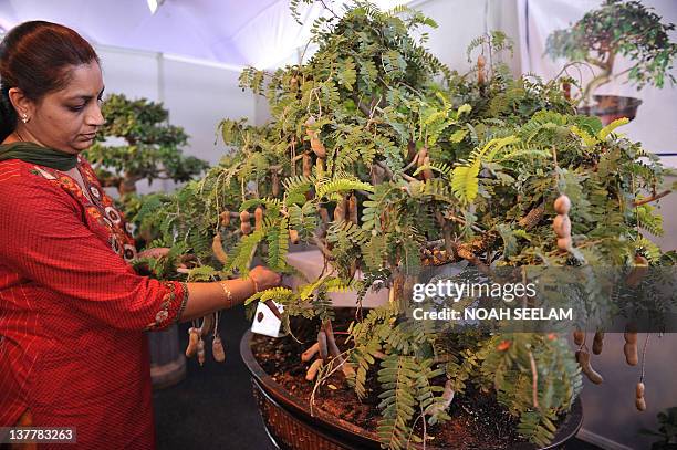 Indian bonsai enthusiast G. Lalitha Shree displays a 12-year old tamarind bonsai tree during the Horti-Expo-2012 horticulture fair in Hyderabad on...