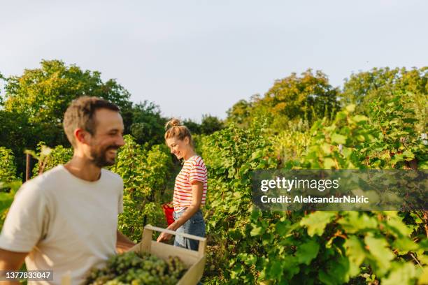 travailler dans notre vignoble - vignerons photos et images de collection