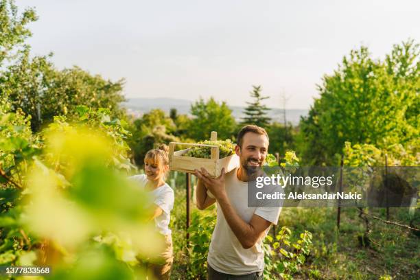 trabajando en nuestro viñedo - viticulture fotografías e imágenes de stock