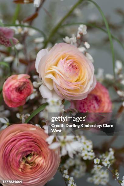 Peach Yellow Ranunculus Peach Ranunculus Photos and Premium High Res Pictures - Getty Images