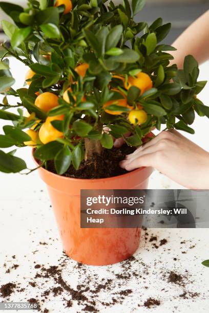 firming calamondin into larger pot - calamansi stock-fotos und bilder