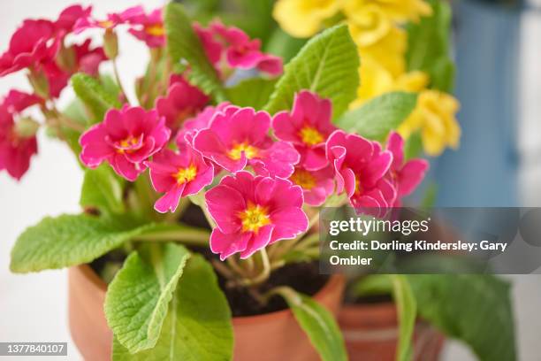close up of pink primroses with yellow in soft background - primula fotografías e imágenes de stock