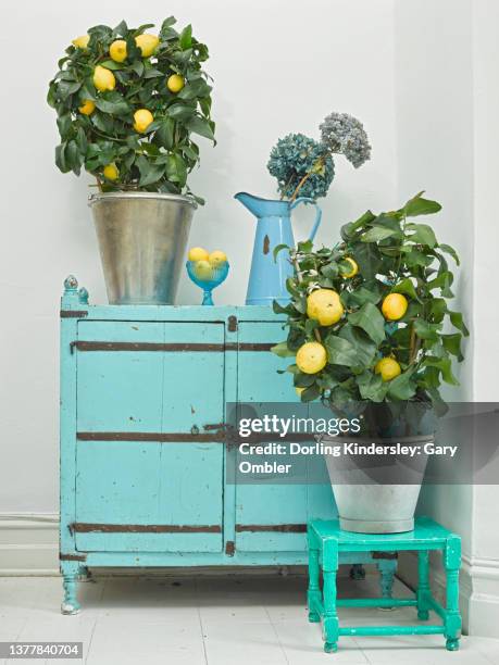 main image trained lemon trees on frame in metal pots - lemon tree stock pictures, royalty-free photos & images