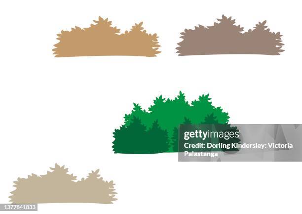 flora - monkey puzzle tree stock illustrations