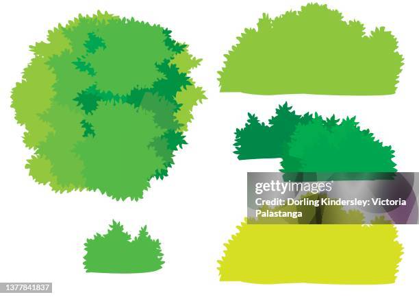 flora - monkey puzzle tree stock illustrations