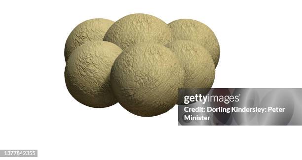 Saltosaurus High-Res Vector Graphic