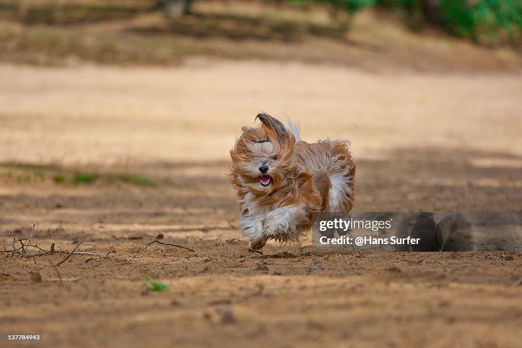 Brown white dog running on sand