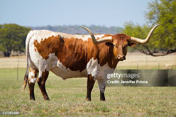 texas longhorn cattle - texas longhorn cattle bildbanksfoton och bilder