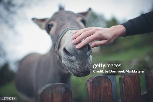 donkey behind wooden fence - grautier pferdeartige stock-fotos und bilder