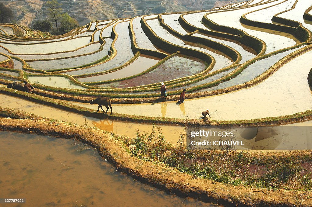 Rizières in Terrassa Yuangyuang Yunnan China