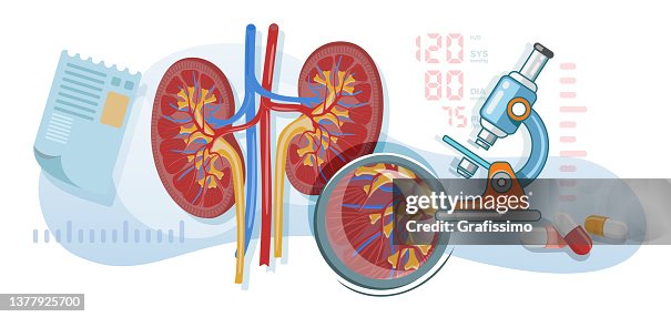 Flat vector illustration microscope examining kidney with urinary system Flat vector illustration microscope examining kidney with urinary system