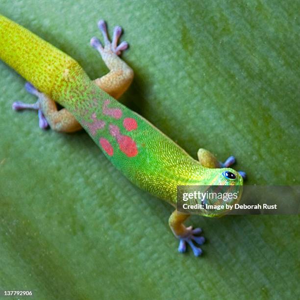 gecko on leaf - leaf rust stock pictures, royalty-free photos & images