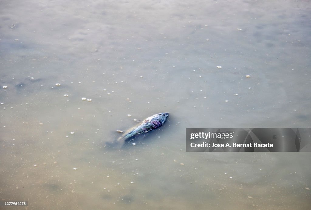 Fish Lacking Aerial View Of The A River Bed Drying Up With Dead Fish From Lack Of ...