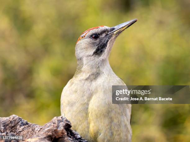 a close up profile portrait of a female european green woodpecker, picus viridis, perched on the old tree stump. - merops viridis viridis stock pictures, royalty-free photos & images