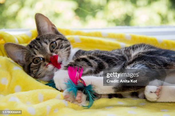 the kitten is playing with a toy - cat toy stock pictures, royalty-free photos & images