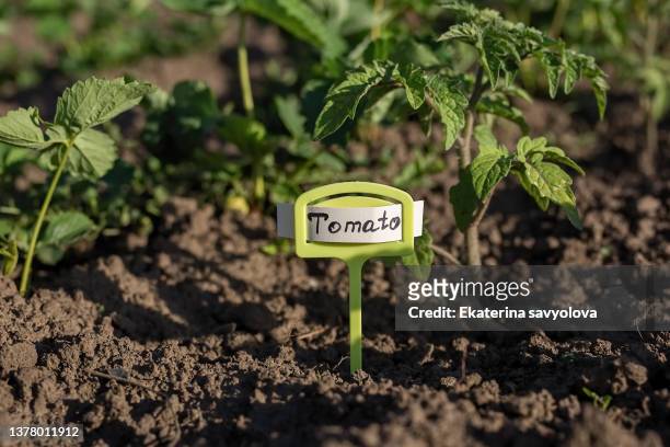 tomato seedlings grow in the garden with the signature on the sign close-up. - tomato seeds stock pictures, royalty-free photos & images