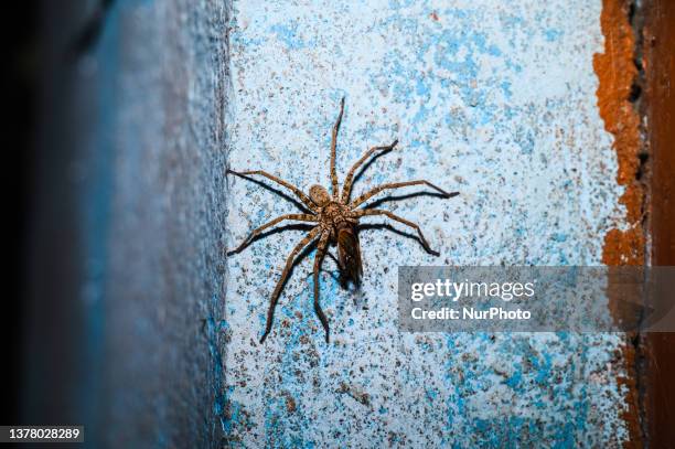 Huntsman spiders are a species of spider in the family Sparassidae. The spiders are known by this name because of their speed and mode of hunting. It...