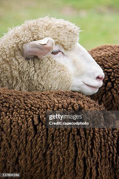 white sheep - merino sheep stock pictures, royalty-free photos & images