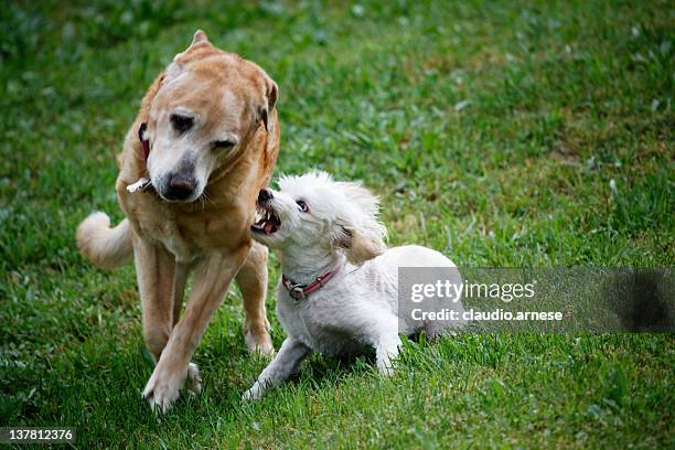 dos perros lucha. imagen de color - perro faldero fotografías e imágenes de stock