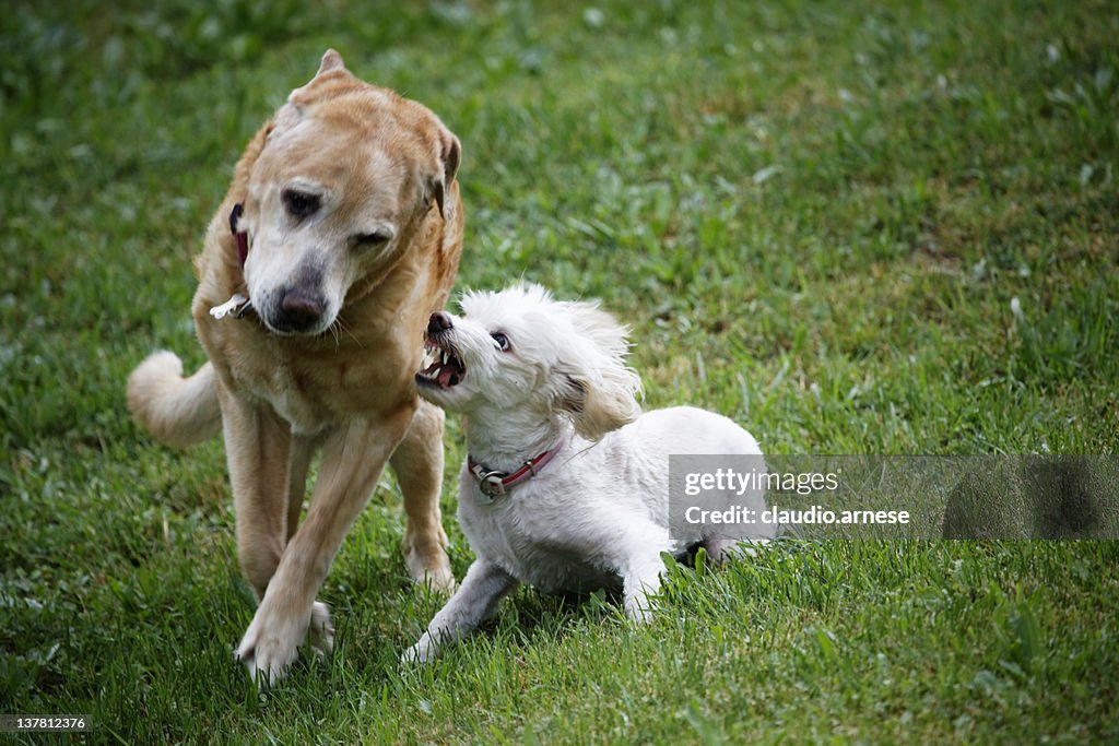 Two dogs Fighting. Color Image