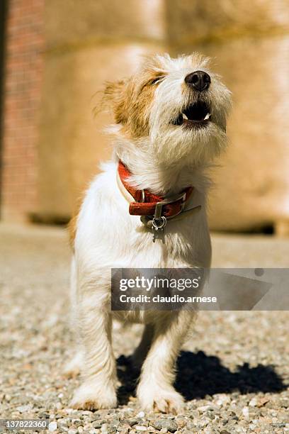 jack russell terrier perro howling. imagen de color - ladrando fotografías e imágenes de stock
